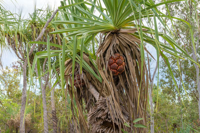 Close-up of coconut palm tree