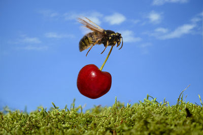 Close-up of strawberry growing on field against blue sky