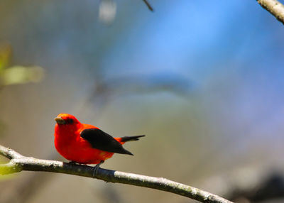 Close-up of a bird perching on branch