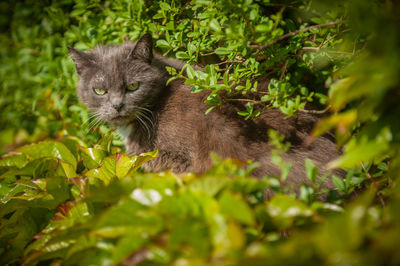 Close-up of cat