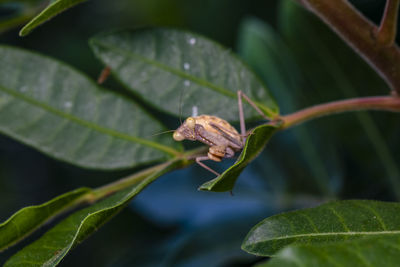 Close-up of praying mantis on a leaves