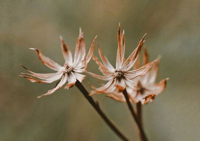 Close-up of plant