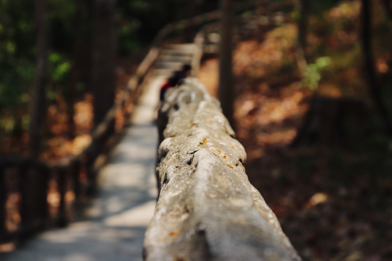 CLOSE-UP OF TREE TRUNK ON ROCK