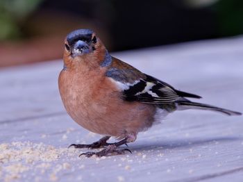 Close-up of male chaffinch perching on woodwooden table eating crumbs.