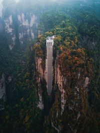 High angle view of trees in forest