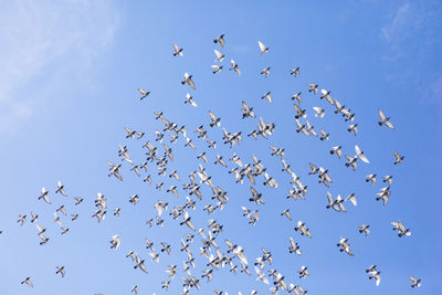 Low angle view of birds flying in the sky