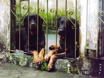 Portrait of dog sitting outdoors