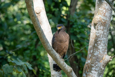 Low angle view of bird perching on tree