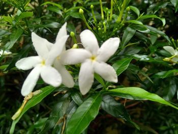 Close-up of white flowering plant