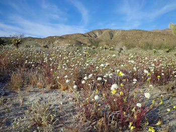 Scenic view of flowering plants on land against sky