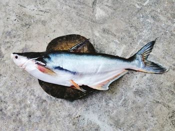 High angle view of fish on sand