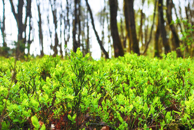 Plants growing on field