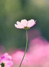 Close-up of pink cosmos flower