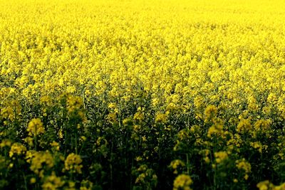 Scenic view of oilseed rape field