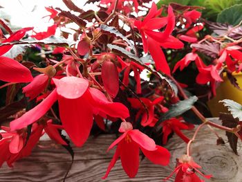 Close-up of red flowers blooming outdoors