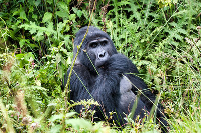 Monkey sitting in a field