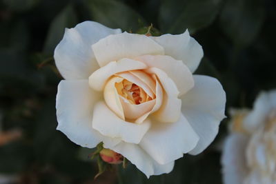 Close-up of rose blooming outdoors