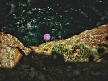 Close-up of purple flowering plant