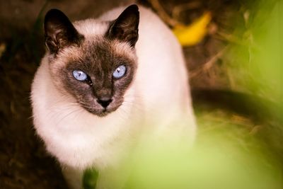 Close-up portrait of cat