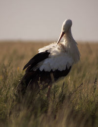 Bird flying sitting in the field