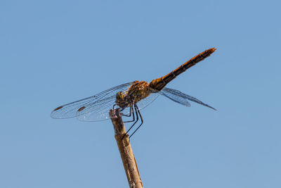 Low angle view of dragonfly on plant against clear blue sky