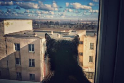 View of a horse looking through window