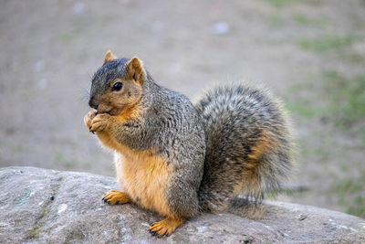 Close-up of squirrel