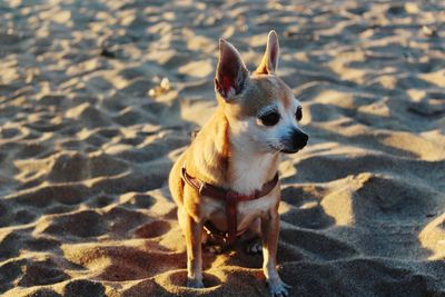 Dog sitting on sand at beach