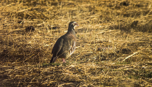 Bird perching on field