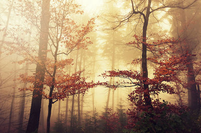 Trees at sunset