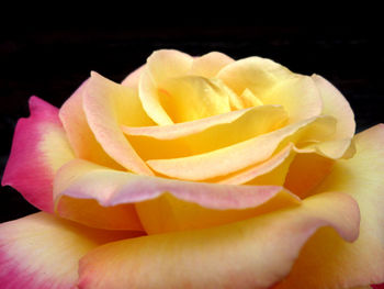 Macro shot of rose