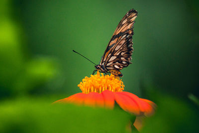 Close-up of butterfly pollinating on flower