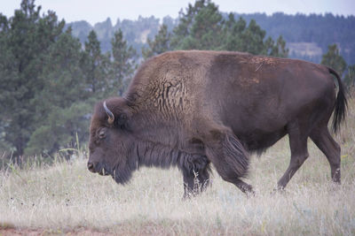 Horse grazing on field