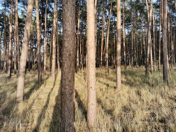 Pine trees in forest