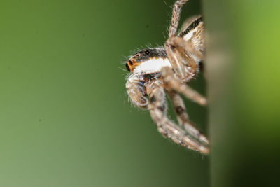 Close-up of spider