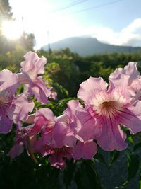 Close-up of pink flowers