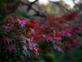 Close-up of red maple leaves on tree