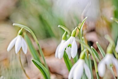 Close-up of white flowering plant