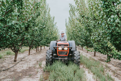 Senior male farmer looking at camera while driving tractor amidst fruit trees during work in orchard on summer day
