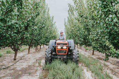 Senior male farmer looking at camera while driving tractor amidst fruit trees during work in orchard on summer day