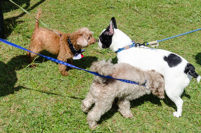 Dogs on grass