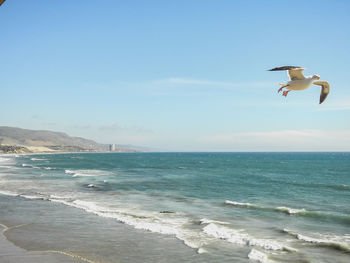 Seagull flying over beach against sky