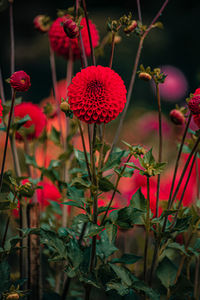 Close-up of red flowering plant