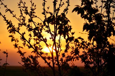 Close-up of silhouette plants against orange sky