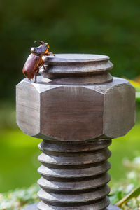 Rhinoceros beetle on a metal screw