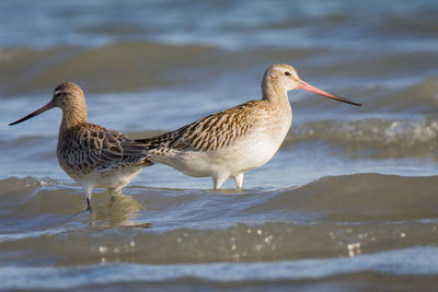 Close-up of birds in sea