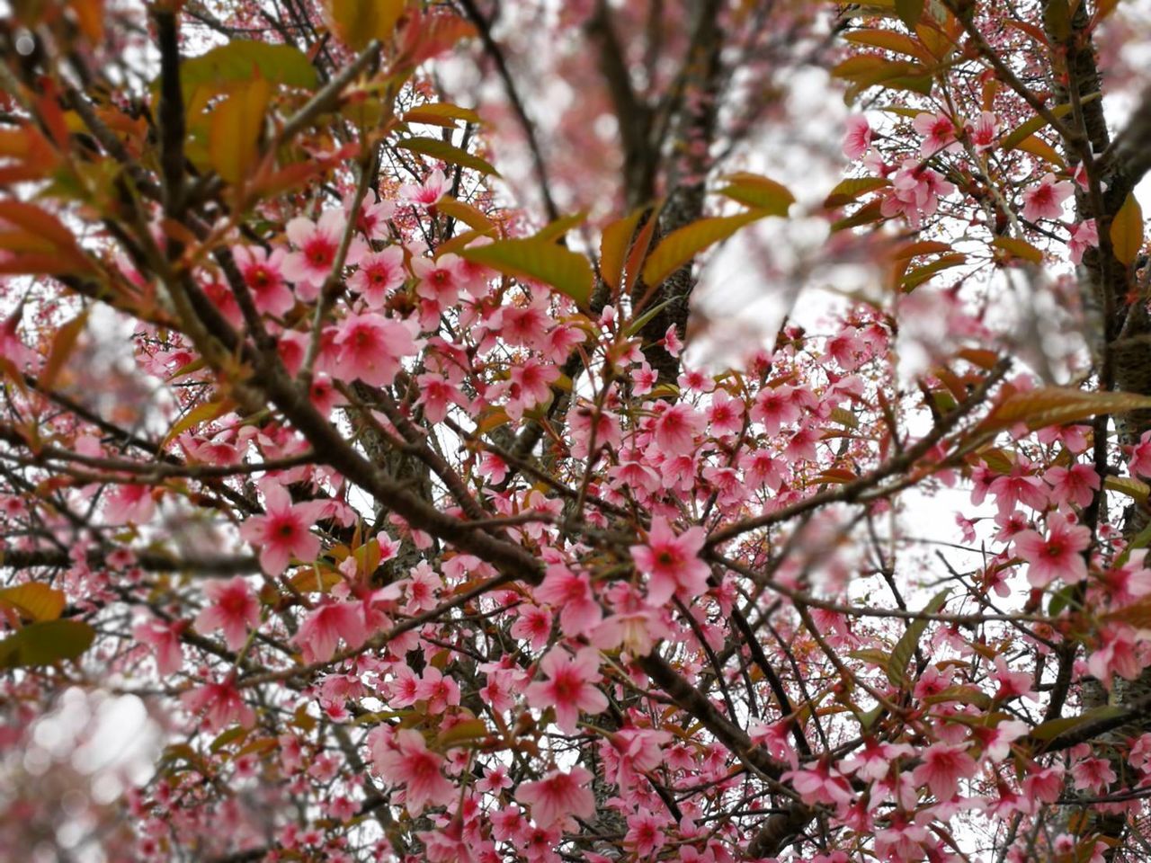 tree, plant, branch, flowering plant, flower, pink color, beauty in nature, blossom, growth, fragility, freshness, springtime, low angle view, nature, vulnerability, day, no people, cherry blossom, close-up, cherry tree, outdoors, flower head, plum blossom, spring