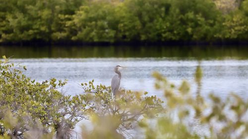 Bird perching on a lake