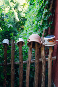 Close-up of mushrooms growing in forest