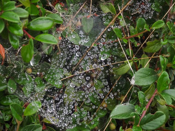 High angle view of wet plant leaves during rainy season